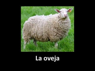 La oveja

 