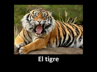 El tigre

 