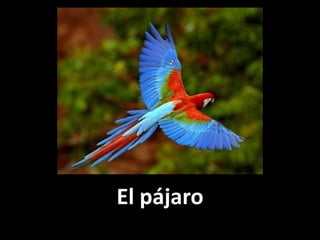 El pájaro

 