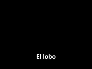 El lobo

 