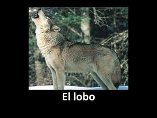 El lobo

 