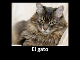 El gato

 