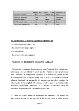 Página 12
La resistencia de un músculo depende directamente de:
- Su contenido de mitocondrias
- Su concentración de glucógeno
- Su vascularidad
- Su concentración de mioglobina
FUNCIONES DEL COMPONENTE CONJUNTIVO MUSCULAR
- Tanto desde el punto de vista estructural como funcional, debe considerarse
al músculo como un sistema integrado por dos elementos con propiedades
muy distintas: el componente contráctil y el conjuntivo. Ambos actúan
conjuntamente y de forma coordinada, con el objeto de asegurar la máxima
eficacia funcional. La activación del componente contráctil produce la
disminución de la longitud del sistema, mientras que el comportamiento
mecánico (elasticidad, resistencia a la tracción, flexibilidad, etc.) es
atribuible principalmente al componente conjuntivo.
- Cuando el sistema muscular esquelético es sometido a un efecto de
estiramiento activo (por contracción de los antagonistas), o pasivo (como
 