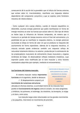 Página 13
consecuencia de la acción de la gravedad o por el efecto de fuerzas externas
que actúan sobre él, traccionándolo), manifiesta una respuesta elástica
dependiente del componente conjuntivo y que se expresa como fenómeno
mecánico de rebote elástico.
- Como cualquier otro cuerpo elástico, cuando el músculo esquelético es
distendido, acumula energía potencial que podrá manifestarse en forma de
energía mecánica al cesar las fuerzas que actúan sobre él. Este tipo de efecto
se hallan bajo la influencia de factores temporales, de manera que si
transcurre un período de tiempo excesivo entre el final del estiramiento y la
posibilidad de que se manifieste la respuesta elástica, la energía potencial
acumulada se disipa en forma de calor sin que se produzca la respuesta del
acortamiento de forma espontánea. Además de la respuesta mecánica, el
músculo estirado puede evidenciar también una respuesta refleja de
naturaleza totalmente distinta a la anterior, producida por la estimulación de
los propioceptores musculares de estiramiento (husos musculares y órganos
tendinosos de Golgi). Se desencadenan reflejos medulares miotáticos, cuya
expresión puede verse modificada por el tono muscular y otros factores
moduladores adquiridos (por ejemplo, mediante el entrenamiento).
Las funciones del sistema muscular.
El sistema muscular realiza importantes
funciones en el organismo, donde se destacan:
El desplazamiento corporal y el
movimiento de numerosas estructuras
ubicadas en diversos sistemas. La actividad motriz de los músculos hace
posible el funcionamiento de órganos como el corazón, los vasos sanguíneos
y linfáticos, los pulmones, el estómago, los intestinos, los bronquios, la vejiga
y el útero, entre otros.
Los músculos largos están relacionados con los grandes movimientos
y los pequeños, intervienen en movimientos de precisión.
PROTECCIÓN DE ÓRGANOS VITALES
DESPLAZAMIENTO DEL CUERPO
MOVIMIENTO DE VÍSCERAS
PRODUCCIÓN DE CALOR
ESTABILIDAD
MÍMICA
 