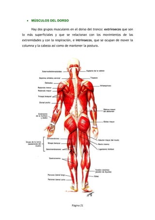 Página 21
• MÚSCULOS DEL DORSO
Hay dos grupos musculares en el dorso del tronco: extrínsecos que son
lo más superficiales y que se relacionan con los movimientos de las
extremidades y con la respiración, e intrínsecos, que se ocupan de mover la
columna y la cabeza así como de mantener la postura.
 