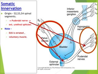 Somatic Innervation Lower urinary tract | PPTX