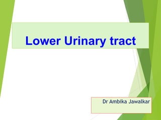 Lower Urinary tract
Dr Ambika Jawalkar
 