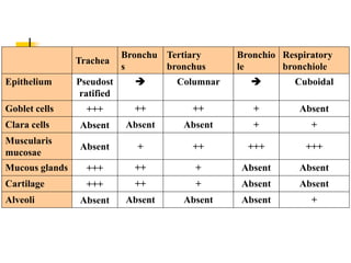 Trachea
Bronchu
s
Tertiary
bronchus
Bronchio
le
Respiratory
bronchiole
Epithelium Pseudost
ratified
 Columnar  Cuboidal
Goblet cells +++ ++ ++ + Absent
Clara cells Absent Absent Absent + +
Muscularis
mucosae
Absent + ++ +++ +++
Mucous glands +++ ++ + Absent Absent
Cartilage +++ ++ + Absent Absent
Alveoli Absent Absent Absent Absent +
 