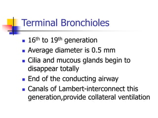 Terminal Bronchioles
 16th to 19th generation
 Average diameter is 0.5 mm
 Cilia and mucous glands begin to
disappear totally
 End of the conducting airway
 Canals of Lambert-interconnect this
generation,provide collateral ventilation
 