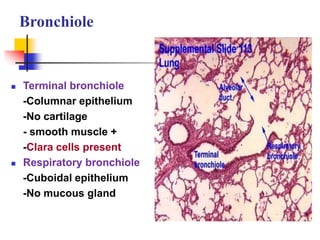 Bronchiole
 Terminal bronchiole
-Columnar epithelium
-No cartilage
- smooth muscle +
-Clara cells present
 Respiratory bronchiole
-Cuboidal epithelium
-No mucous gland
 