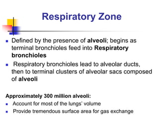 Respiratory Zone
 Defined by the presence of alveoli; begins as
terminal bronchioles feed into Respiratory
bronchioles
 Respiratory bronchioles lead to alveolar ducts,
then to terminal clusters of alveolar sacs composed
of alveoli
Approximately 300 million alveoli:
 Account for most of the lungs’ volume
 Provide tremendous surface area for gas exchange
 