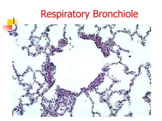 Respiratory Bronchiole
 