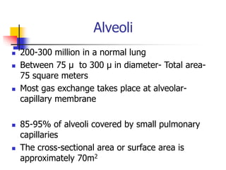 Alveoli
 200-300 million in a normal lung
 Between 75 µ to 300 µ in diameter- Total area-
75 square meters
 Most gas exchange takes place at alveolar-
capillary membrane
 85-95% of alveoli covered by small pulmonary
capillaries
 The cross-sectional area or surface area is
approximately 70m2
 