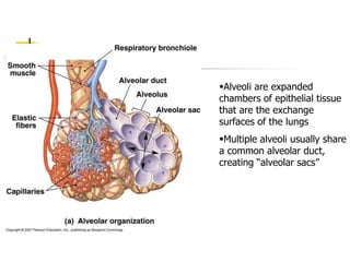 Alveoli are expanded
chambers of epithelial tissue
that are the exchange
surfaces of the lungs
Multiple alveoli usually share
a common alveolar duct,
creating “alveolar sacs”
 