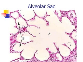 Alveolar Sac
 