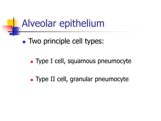 Alveolar epithelium
 Two principle cell types:
 Type I cell, squamous pneumocyte
 Type II cell, granular pneumocyte
 