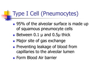 Type I Cell (Pneumocytes)
 95% of the alveolar surface is made up
of squamous pneumocyte cells
 Between 0.1 µ and 0.5µ thick
 Major site of gas exchange
 Preventing leakage of blood from
capillaries to the alveolar lumen
 Form Blood Air barrier
 