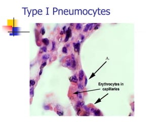 Type I Pneumocytes
 