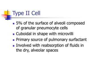 Type II Cell
 5% of the surface of alveoli composed
of granular pneumocyte cells
 Cuboidal in shape with microvilli
 Primary source of pulmonary surfactant
 Involved with reabsorption of fluids in
the dry, alveolar spaces
 