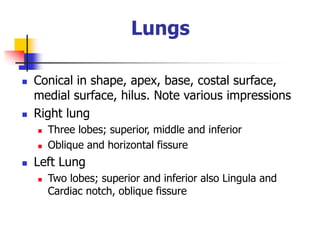 Lungs
 Conical in shape, apex, base, costal surface,
medial surface, hilus. Note various impressions
 Right lung
 Three lobes; superior, middle and inferior
 Oblique and horizontal fissure
 Left Lung
 Two lobes; superior and inferior also Lingula and
Cardiac notch, oblique fissure
 