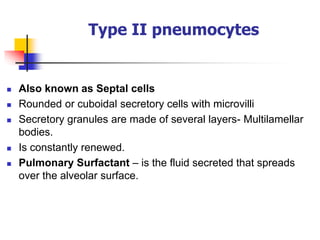 Type II pneumocytes
 Also known as Septal cells
 Rounded or cuboidal secretory cells with microvilli
 Secretory granules are made of several layers- Multilamellar
bodies.
 Is constantly renewed.
 Pulmonary Surfactant – is the fluid secreted that spreads
over the alveolar surface.
 