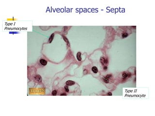 Alveolar spaces - Septa
Type I
Pneumocytes
Type II
Pneumocyte
 