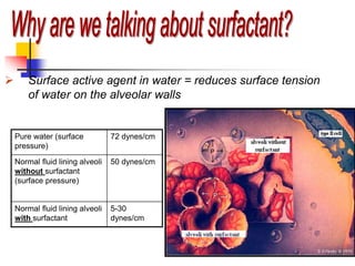  Surface active agent in water = reduces surface tension
of water on the alveolar walls
Pure water (surface
pressure)
72 dynes/cm
Normal fluid lining alveoli
without surfactant
(surface pressure)
50 dynes/cm
Normal fluid lining alveoli
with surfactant
5-30
dynes/cm
 
