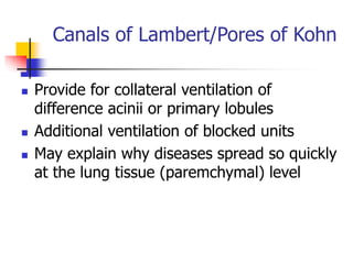 Canals of Lambert/Pores of Kohn
 Provide for collateral ventilation of
difference acinii or primary lobules
 Additional ventilation of blocked units
 May explain why diseases spread so quickly
at the lung tissue (paremchymal) level
 