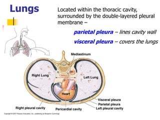 Lungs Located within the thoracic cavity,
surrounded by the double-layered pleural
membrane –
parietal pleura – lines cavity wall
visceral pleura – covers the lungs
 