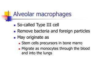 Alveolar macrophages
 So-called Type III cell
 Remove bacteria and foreign particles
 May originate as
 Stem cells precursors in bone marro
 Migrate as monocytes through the blood
and into the lungs
 