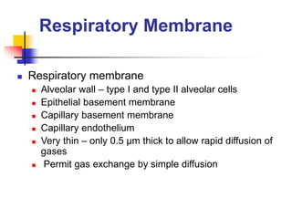 Respiratory Membrane
 Respiratory membrane
 Alveolar wall – type I and type II alveolar cells
 Epithelial basement membrane
 Capillary basement membrane
 Capillary endothelium
 Very thin – only 0.5 µm thick to allow rapid diffusion of
gases
 Permit gas exchange by simple diffusion
 
