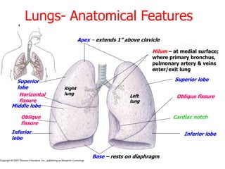Lungs- Anatomical Features
Apex – extends 1” above clavicle
Base – rests on diaphragm
Right
lung Left
lung
Superior
lobe
Middle lobe
Inferior
lobe
Horizontal
fissure
Oblique
fissure
Superior lobe
Inferior lobe
Oblique fissure
Cardiac notch
Hilum – at medial surface;
where primary bronchus,
pulmonary artery & veins
enter/exit lung
 