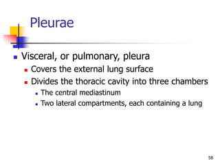 Pleurae
 Visceral, or pulmonary, pleura
 Covers the external lung surface
 Divides the thoracic cavity into three chambers
 The central mediastinum
 Two lateral compartments, each containing a lung
58
 