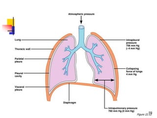 59
Pressure Relationships
Figure 22.12
 