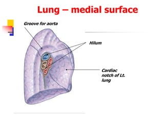 Hilum
Cardiac
notch of Lt.
lung
Lung – medial surface
Groove for aorta
 
