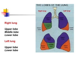 Right lung
Upper lobe
Middle lobe
Lower lobe
Left lung
Upper lobe
Lower lobe
Right lung Left lung
 