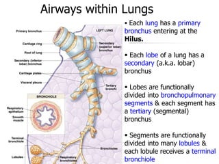 Each lung has a primary
bronchus entering at the
Hilus.
 Each lobe of a lung has a
secondary (a.k.a. lobar)
bronchus
 Lobes are functionally
divided into bronchopulmonary
segments & each segment has
a tertiary (segmental)
bronchus
 Segments are functionally
divided into many lobules &
each lobule receives a terminal
bronchiole
Airways within Lungs
 