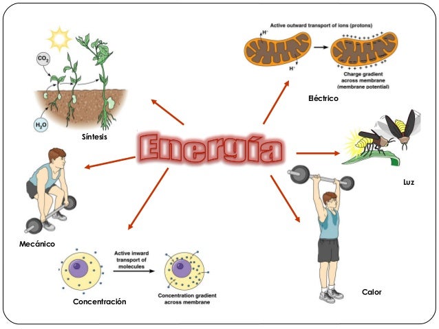 Biología Bioenergetica