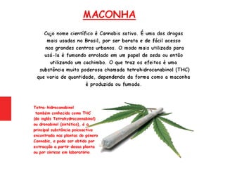 Psiquiatria - Maconha (Cannabis sativa)