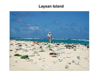 Laysan Island
 