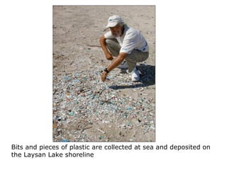 Bits and pieces of plastic are collected at sea and deposited on
the Laysan Lake shoreline
 