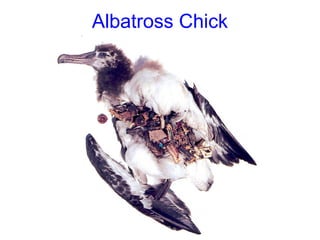 Albatross Chick
 