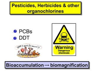 • PCBs
• DDT
Bioaccumulation biomagnificationBioaccumulation biomagnification
Pesticides, Herbicides & other
organochlorines
Pesticides, Herbicides & other
organochlorines
 
