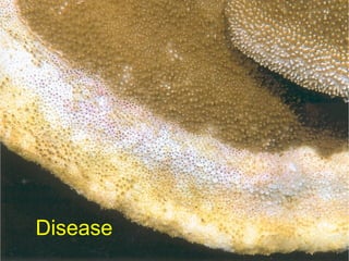 Disease
 