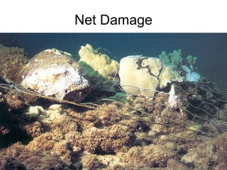 Net Damage
 