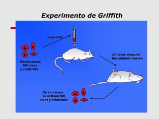 Experimento de Griffith
 