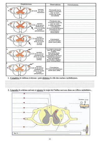 Les Racines Rachidiennes COURS SVT 3 EME ANNEE COLLEGE 2EME SEM.pdf