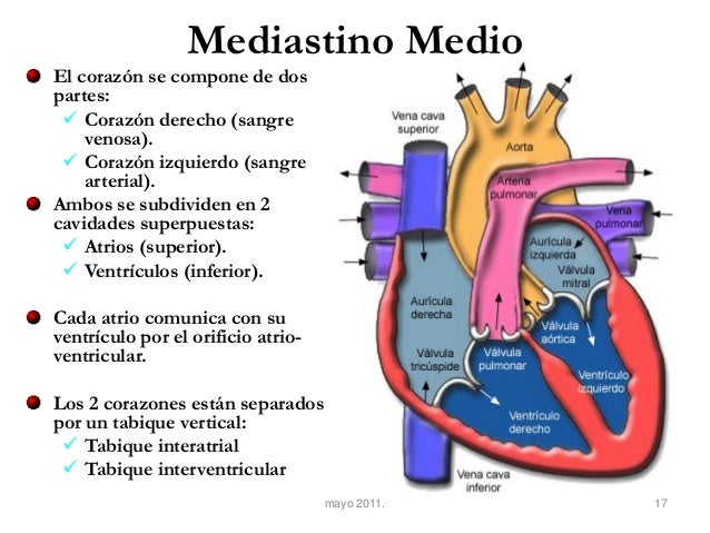 Mediastino Medio I
