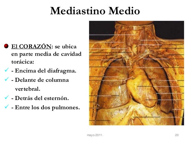 En Que Mediastino Esta El Corazon
