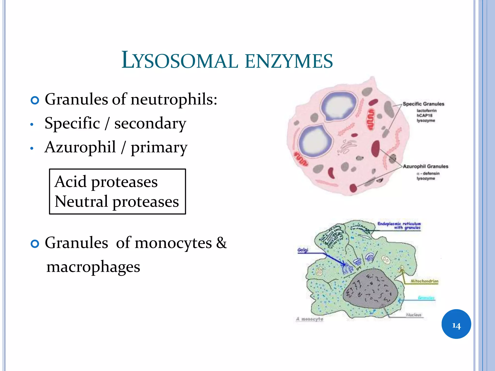 LYSOSOMAL ENZYMES
 Granules of neutrophils:
• Specific / secondary
• Azurophil / primary
 Granules of monocytes &
macrophages
14
Acid proteases
Neutral proteases
 
